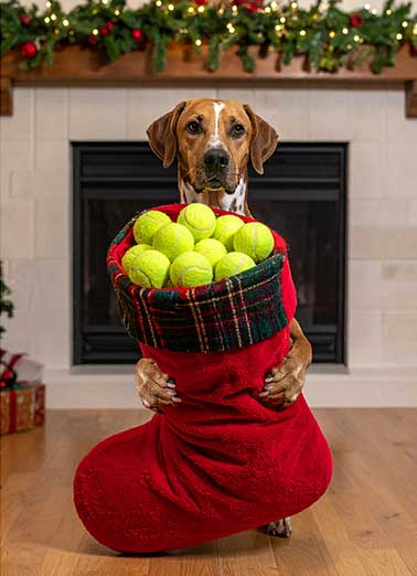 Dog Tennis Balls Funny  Card  Send someone a personalized greeting card just in time for Christmas! | stocking tennis balls dog holding oversized Christmas stocking funny greeting card for the holidays  Hope Santa brings you everything you want this Christmas
